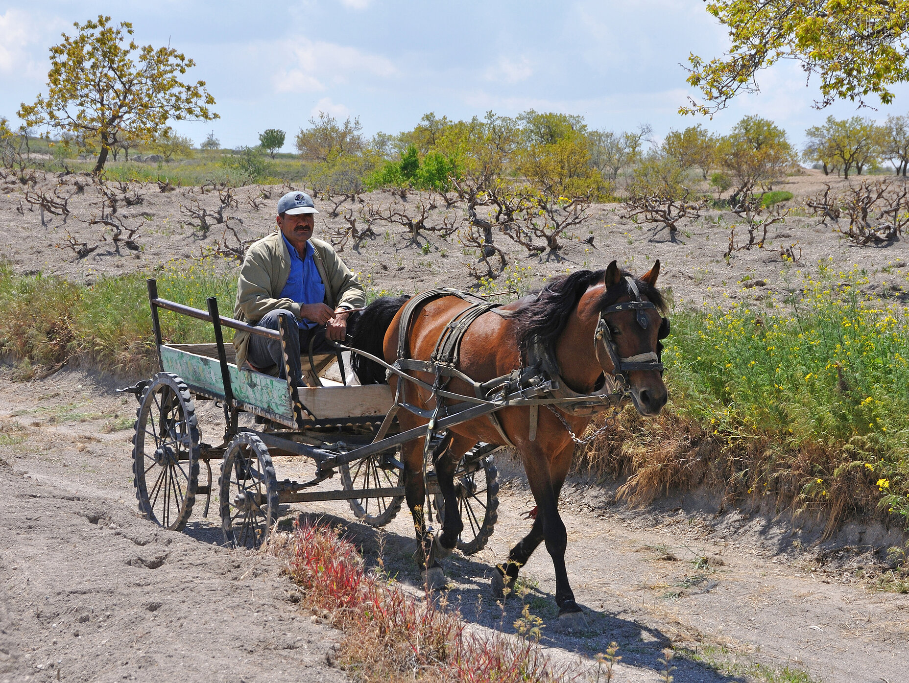 Cappadocië - Paardenkar  Stefan Cruysberghs